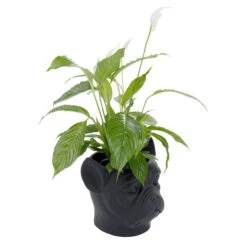 Bulldog Plantenbak Zwart -Meubelverkoop kare design bulldog black bulldog plantenbak zwart 06