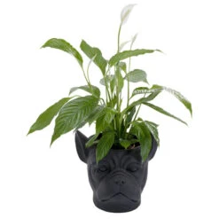 Bulldog Plantenbak Zwart -Meubelverkoop kare design bulldog black bulldog plantenbak zwart 07