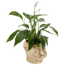 Bulldog Plantenbak Goud -Meubelverkoop kare design bulldog gold bulldog plantenbak goud 03