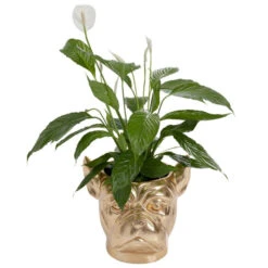 Bulldog Plantenbak Goud -Meubelverkoop kare design bulldog gold bulldog plantenbak goud 04