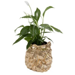 Leeuwenkop Plantenbak Goud -Meubelverkoop kare design lion gold leeuwenkop plantenbak goud 02