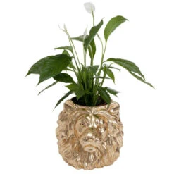 Leeuwenkop Plantenbak Goud -Meubelverkoop kare design lion gold leeuwenkop plantenbak goud 03