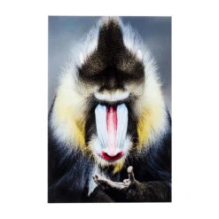 Glas Schilderij Aap 80x120