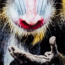 Glas Schilderij Aap 80x120 -Meubelverkoop kare design mandrill monkey glas schilderij aap 80x120 02